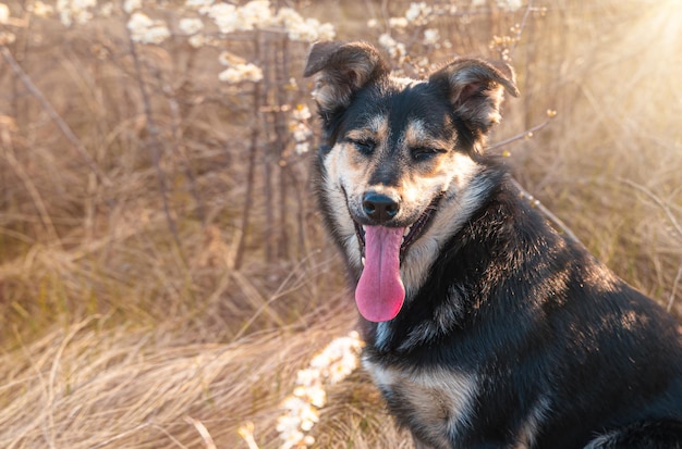 An adult dog sits against the background of nature. A walk with a pet in early spring.