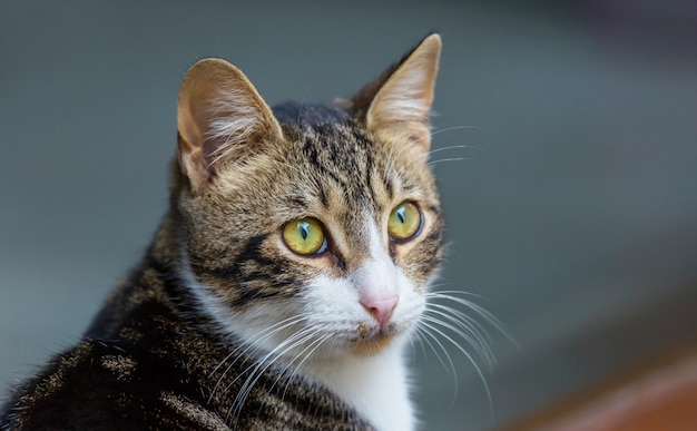 Adult domestic cat portrait close up