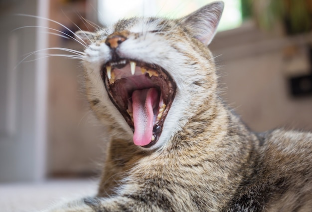 Adult domestic cat yawn close up