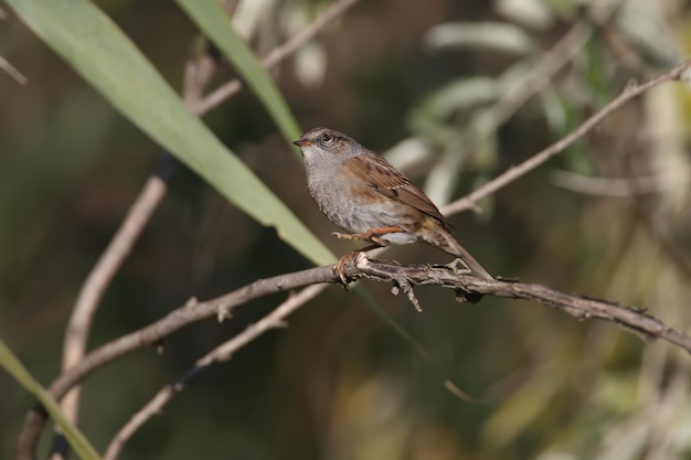 An adult dunnock (Prunella modularis) in winter plumage sits on tree branches in soft, bright morning light. Close-up photo with identification