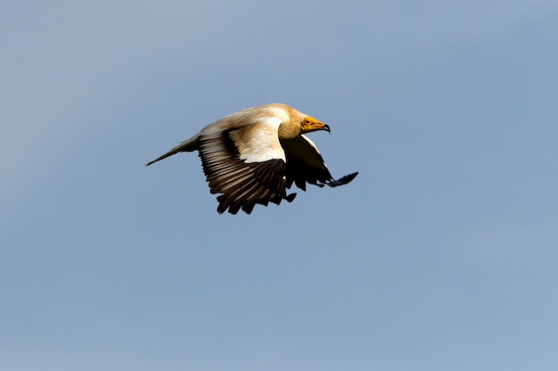 Adult of Egyptian vulture flying