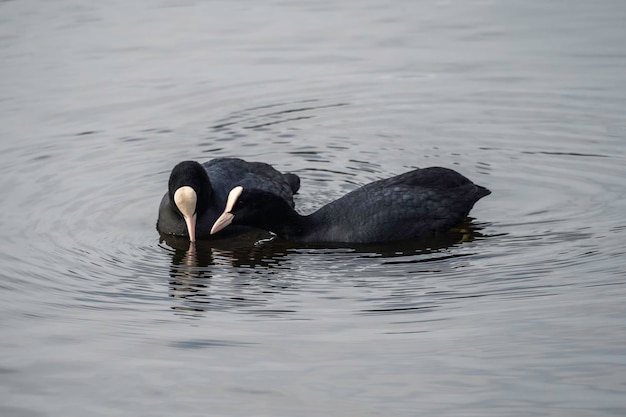 Adult Eurasian coot Fulica atra in spring water they agree on something with each other Pair adult birds communicate together Two Eurasian coot in love Concept of the International Day of Birds