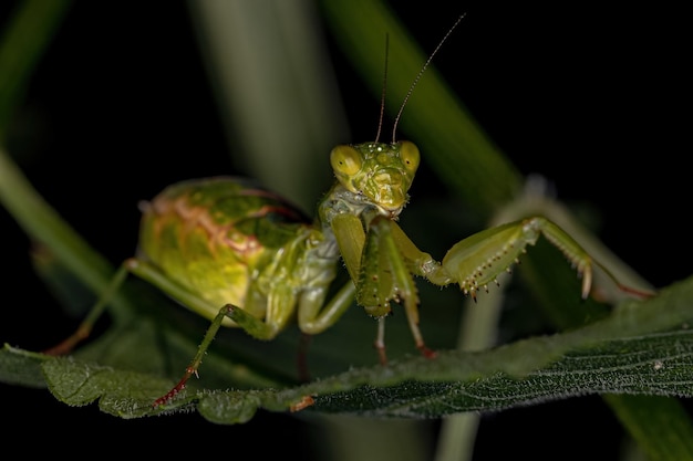 Adult Female Acanthopid Mantis of the genus Metaphotina