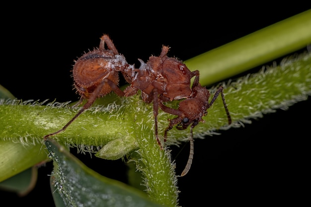 Photo adult female acromyrmex leaf-cutter queen ant of the genus acromyrmex