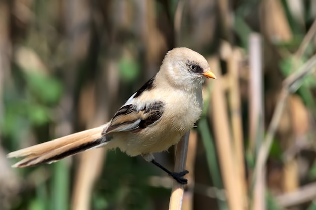 Adult female bearded tit sits on the reed