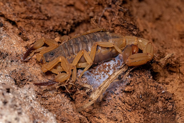 Photo adult female brazilian yellow scorpion