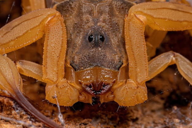 Photo adult female brazilian yellow scorpion