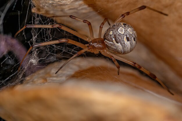 Photo adult female brown widow spider of the species latrodectus geometricus inside a jacaranda fruit