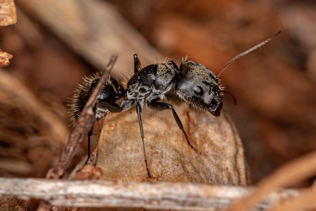 Adult Female Carpenter Ant of the genus Camponotus