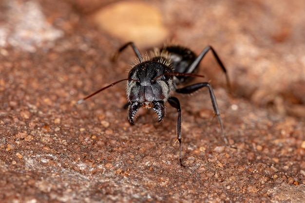 Adult Female Carpenter Ant of the genus Camponotus