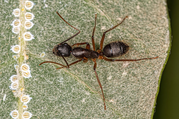 Adult Female Carpenter Ant