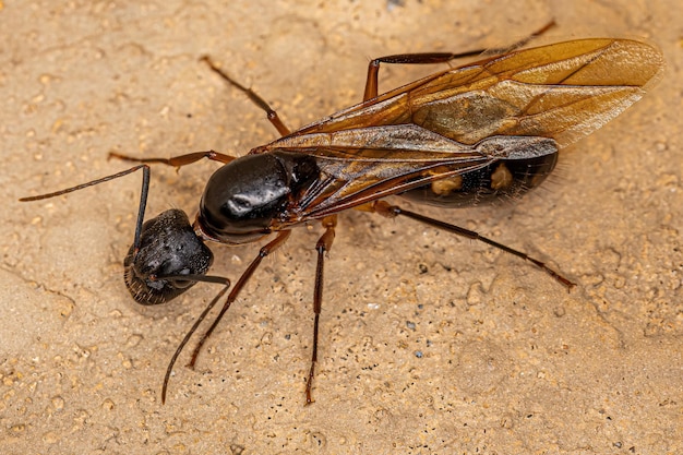 Adult Female Carpenter Queen Ant