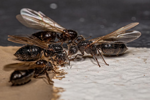 Adult Female Cocktail Ant