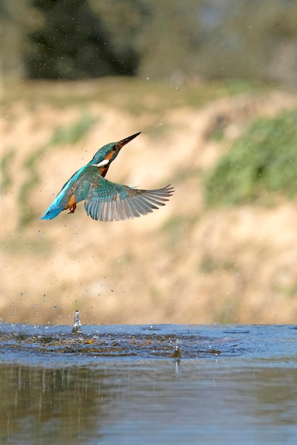 Adult female Common kingfisher emerging from the river after fishing and flying to her favorite poin