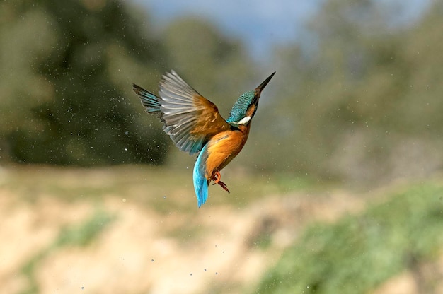 Adult female Common kingfisher emerging from the river after fishing and flying to her favorite poin