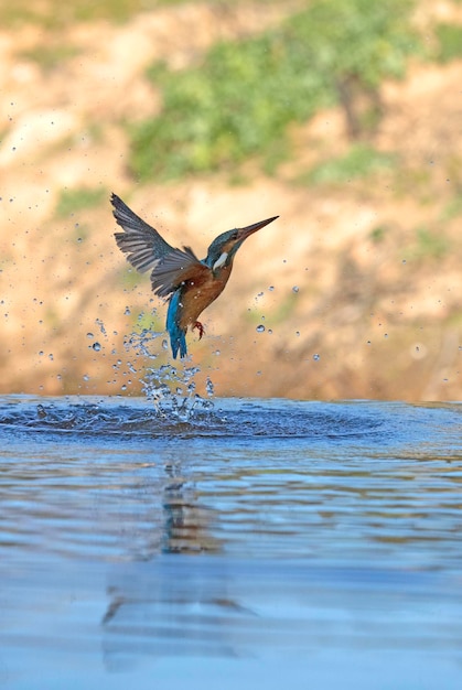 Adult female Common kingfisher fishing in a river in the last light of the afternoon of a winter day