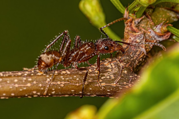 Adult Female Ectatommine Ant