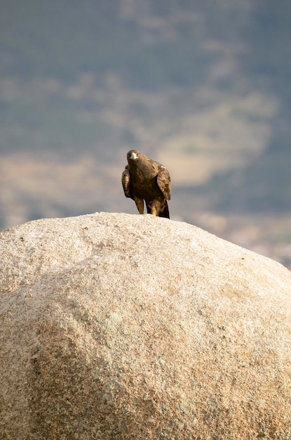 Adult female Golden eagle in a mountainous Mediterranean area with the first light of dawn in autumn