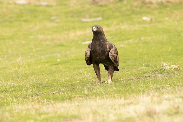 Adult female Golden eagle in a mountainous Mediterranean area with the first light of dawn in autumn