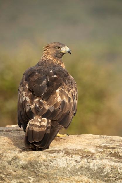 adult female Golden eagle in a mountainous Mediterranean area with the first light of dawn in autumn