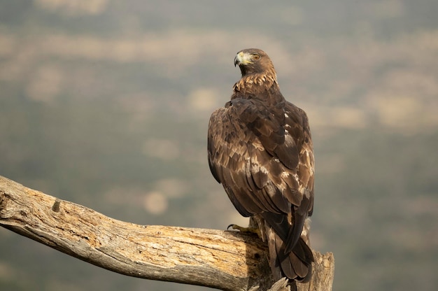 adult female Golden eagle in a mountainous Mediterranean area with the first light of dawn in autumn