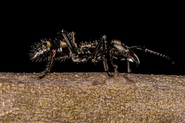 Adult Female Ponerine Ant