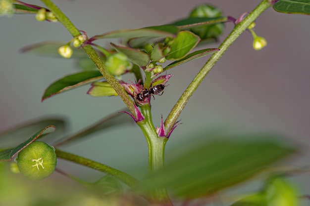 Photo adult female rover ant of the genus brachymyrmex in a mascarene island leaf-flower plant of the species phyllanthus tenellus