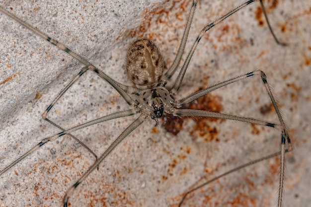 Adult Female Shortbodied Cellar Spider of the species Physocyclus globosus