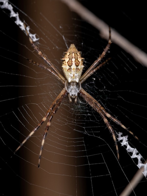 Photo adult female silver garden orbweaver of the species argiope argentata