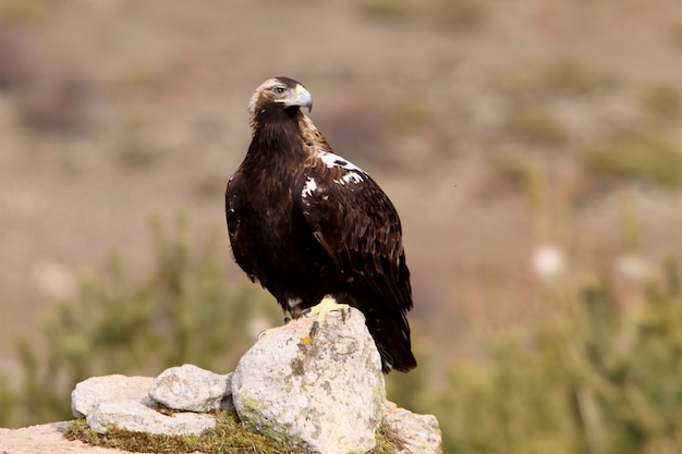 Adult female of Spanish Imperial Eagle, Aquila adalberti