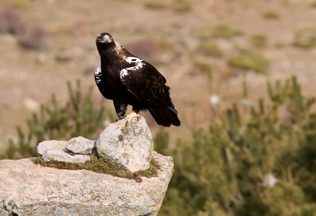 Adult female of Spanish Imperial Eagle, Aquila adalberti