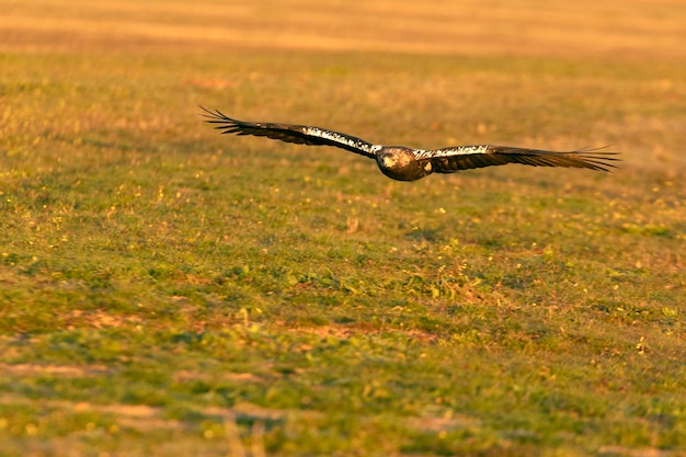 Adult female Spanish Imperial Eagle flying with the first rays of dawn on a winters day