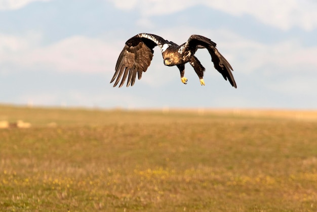 Adult female Spanish Imperial Eagle flying with the first rays of dawn on a winters day