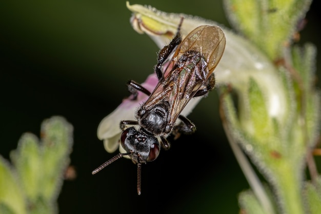 Adult Female Stingless Bee of the Genus Trigona on a flower of the species Justicia glischrantha