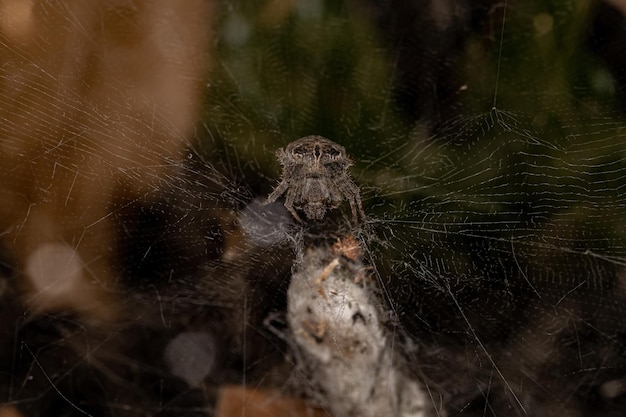 Adult Female Tropical Tentweb Spider