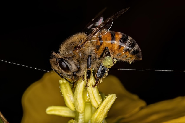 Adult Female Western Honey Bee