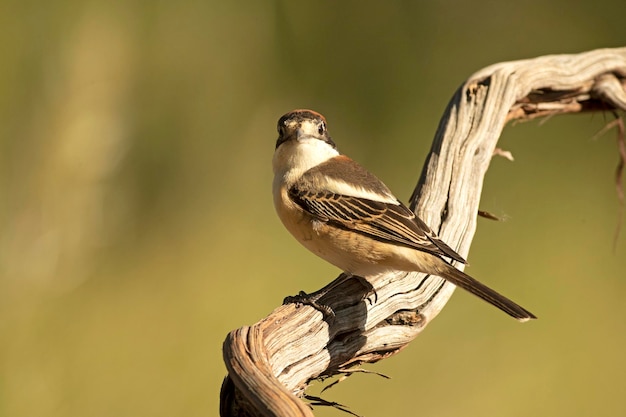 Adult female Woodchat shrike in one of the watchtowers of her breeding territory