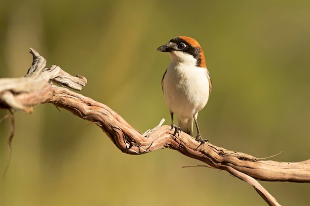 Adult female Woodchat shrike in one of the watchtowers of her breeding territory