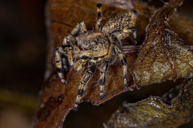 Photo adult female yellow jumping spider of the genus phiale