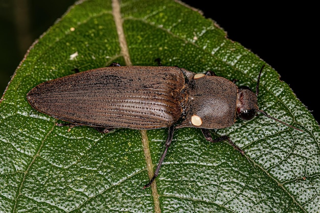 Adult Fire Click Beetle