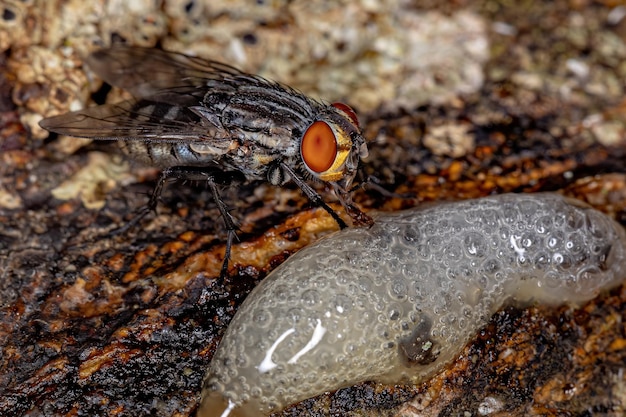 Photo adult flesh fly of the family sarcophagidae