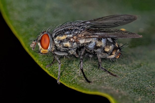 Adult Flesh Fly of the Family Sarcophagidae