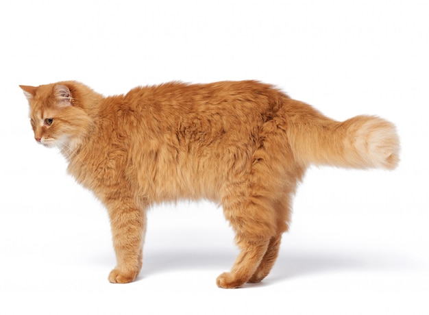 Photo adult fluffy red cat stands sideways, animal is isolated on white