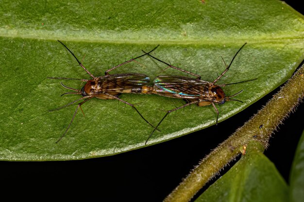 Adult Fungus Gnats