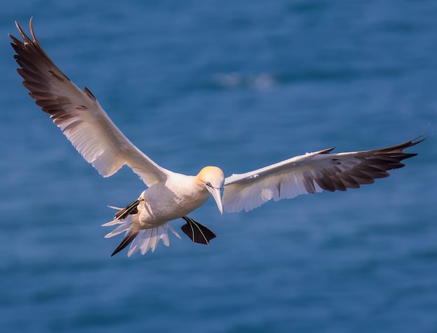 A Adult gannet hunting a fish near Bass Rock Northern Gannets colony in North Sea UK