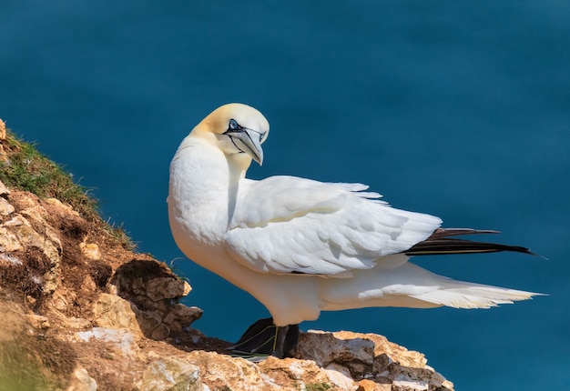 An adult gannet relax under summer sun Northern Gannets colony in North Sea UK Bempton Cliffs