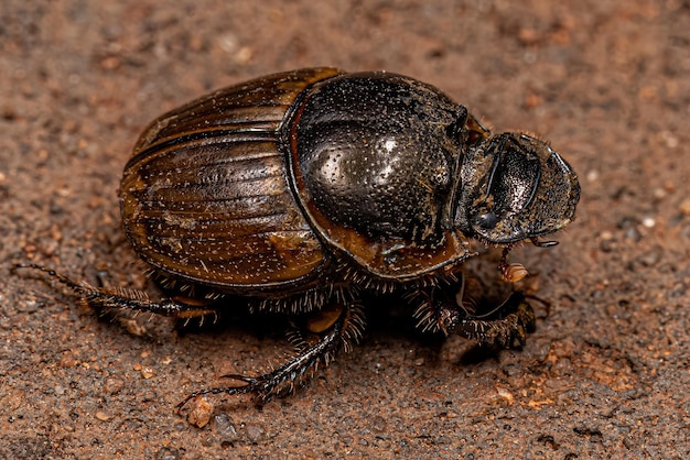 Adult Gazelle Scarab