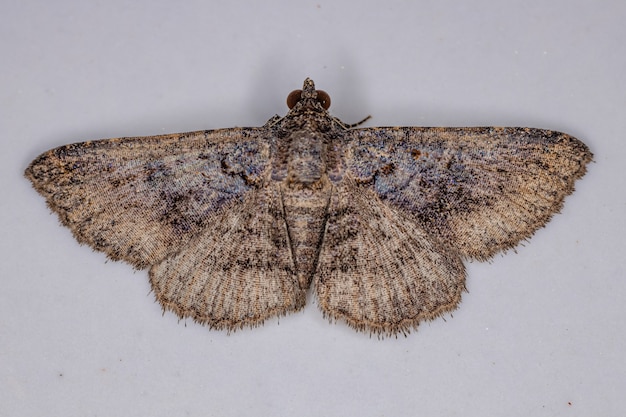 Photo adult geometer moth of the family geometridae