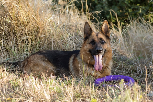 Adult german shepherd lying on dry grass with toy