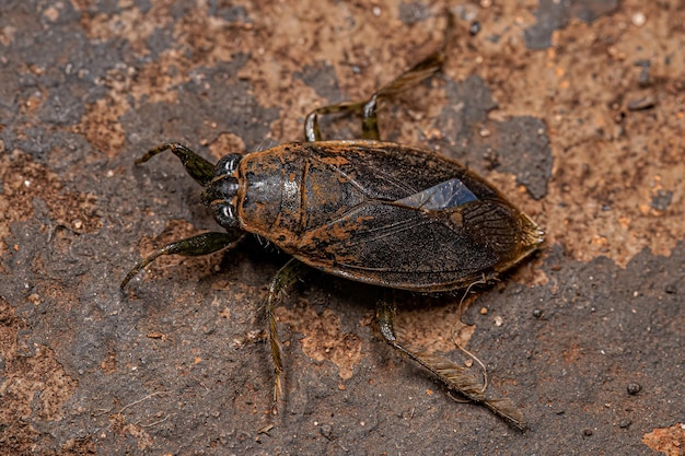 Adult Giant Water Bug